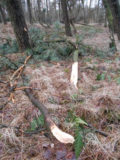 Afgebroken takken Afgebroken takken