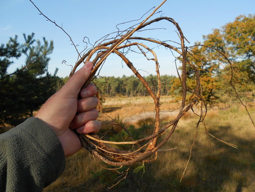 Buigbare wortels Buigbare wortels