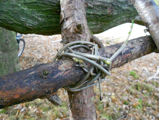 Vastbinden van takken Vastbinden van takken