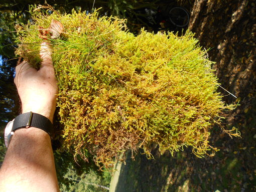 Plaggen mos Plaggen mos