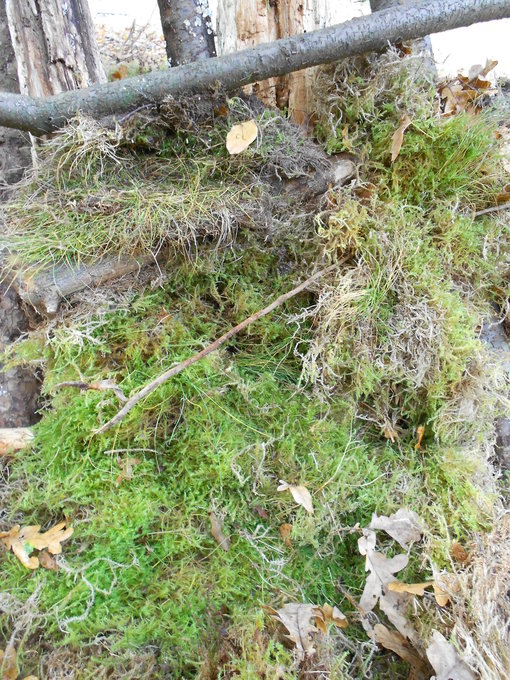 Begin plaggen leggen zijwand Begin plaggen leggen zijwand