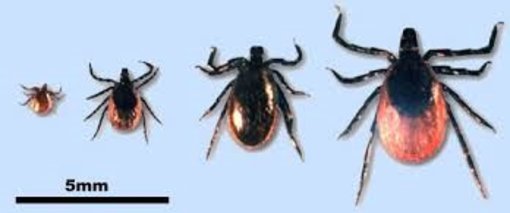 Versc Verschillende groottes